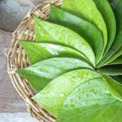 Kalkatti Leaf